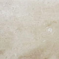Daino Reale Chiaro